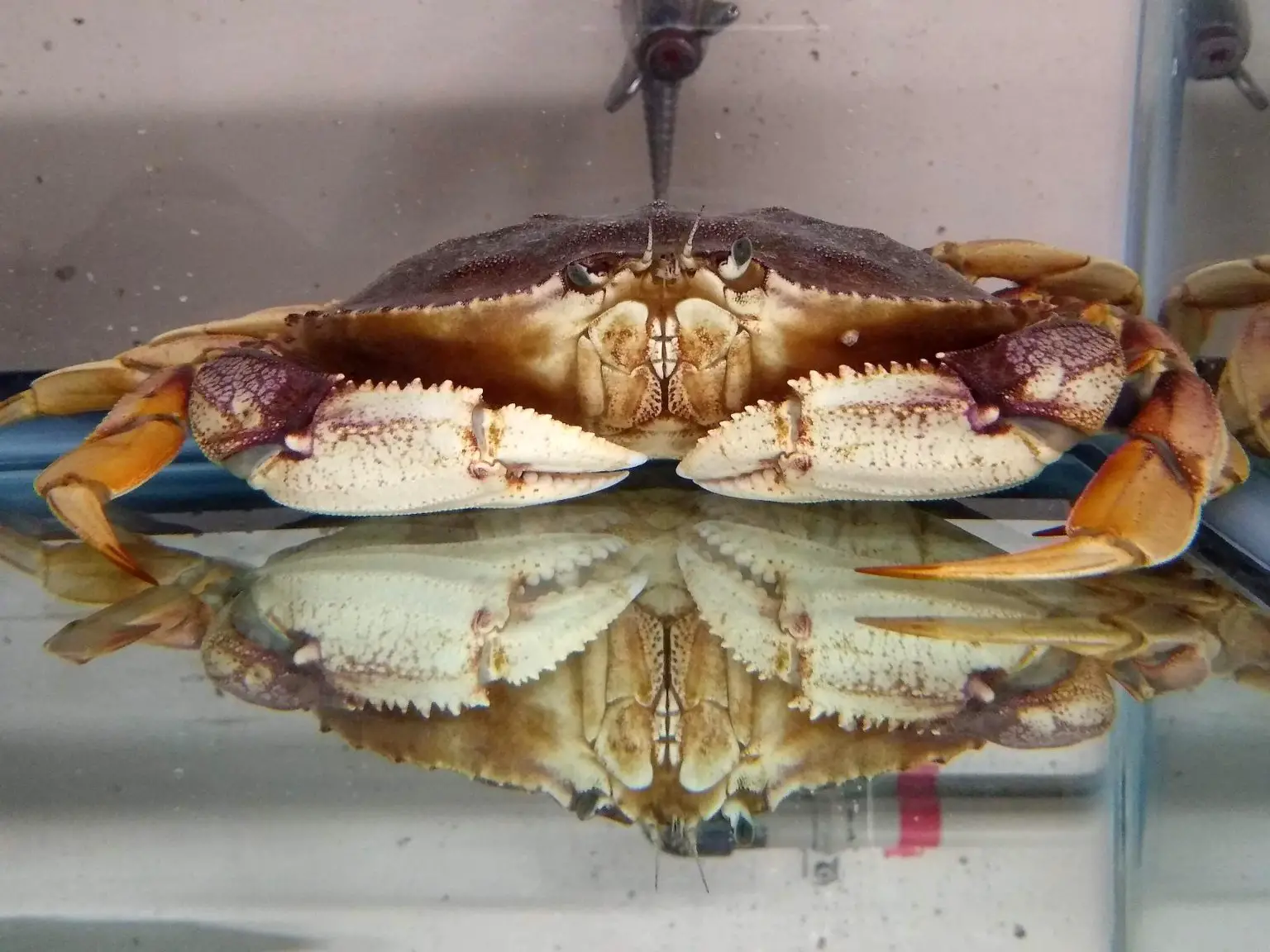 Dungeness-Crab-1536x1152.webp