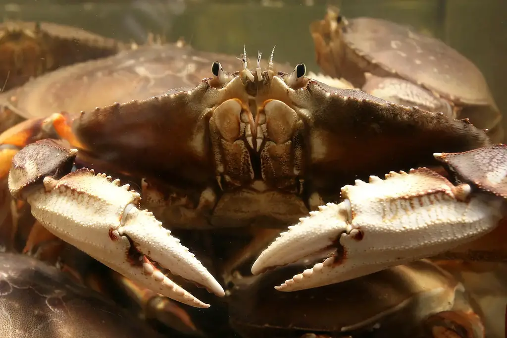 Dungeness-Crab-Tank.webp