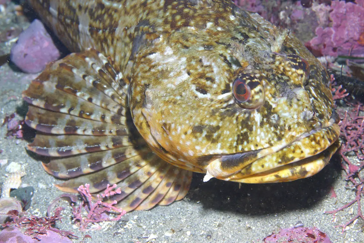 Scropaenichthys-marmoratus.webp