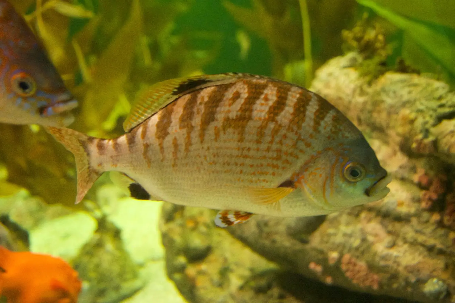 Rainbow-Perch-1536x1024.webp