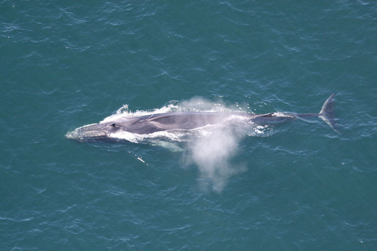 fin-whale.jpeg