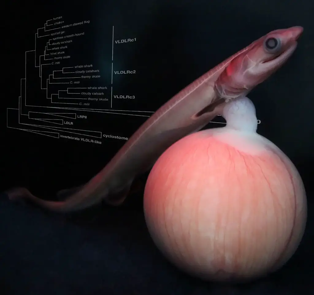 A-Developing-Embryo-of-the-Frilled-Shark.webp