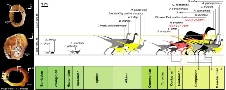 Paleohistological-Transverse-Sections-Eutaw-Ornithomimosaurs-777x311.webp