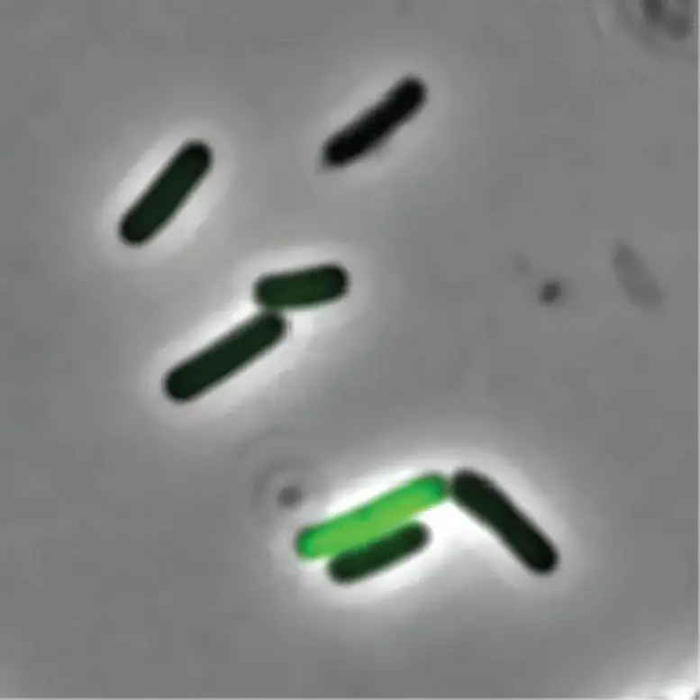 Genetically-Identical-Cells-777x777.webp