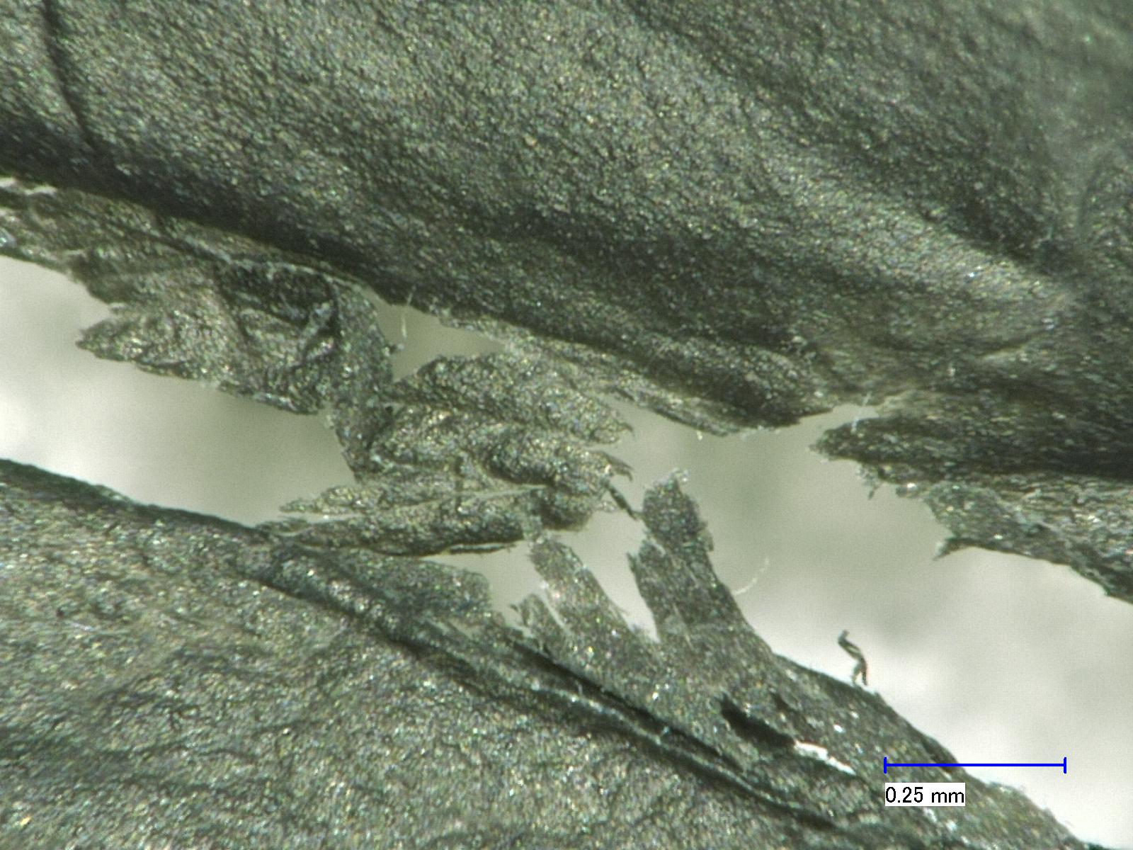 microscopy_BI-OPL_decomposed_3_8.jpg
