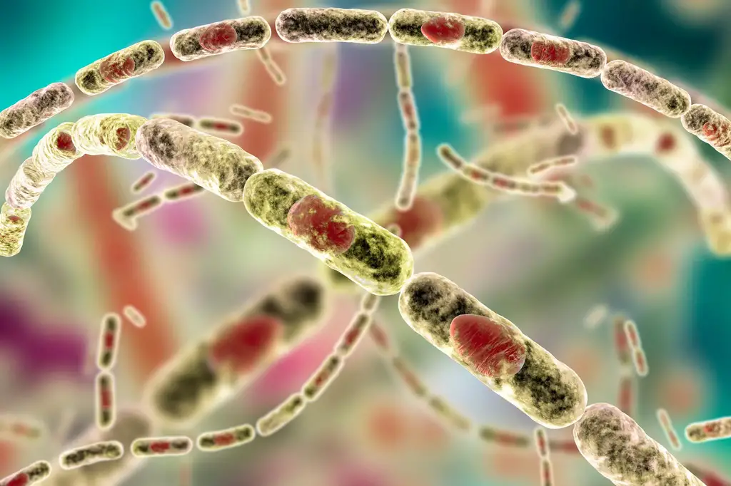 Bacillus-anthracis-Anthrax-Bacteria.webp