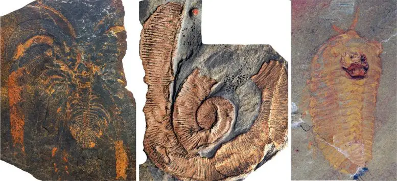 Fezouata-Shale-Fossils-777x354.webp