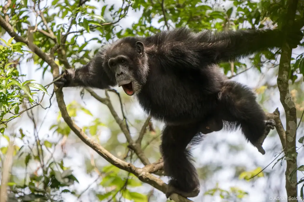 Chimpanzee-Climbing-2048x1365.webp