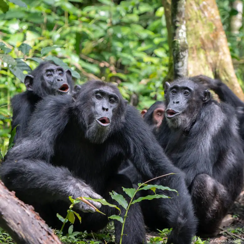 Group-of-Chimpanzees-777x777.webp