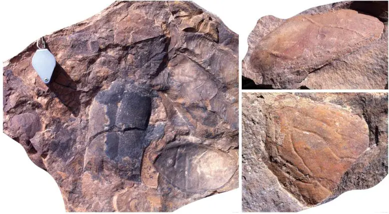 Large-Fragments-of-Nektonic-Arthropods-777x428.webp