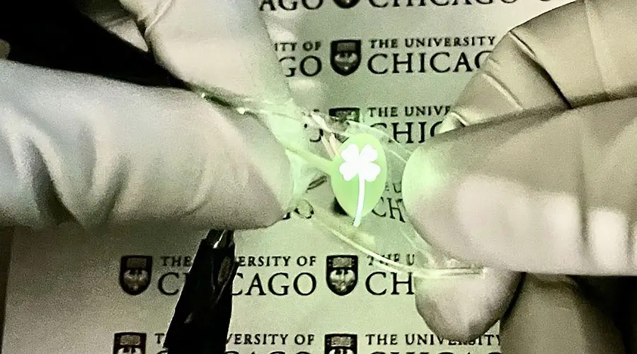 University-of-Chicago-Stretchable-OLED-Display.webp
