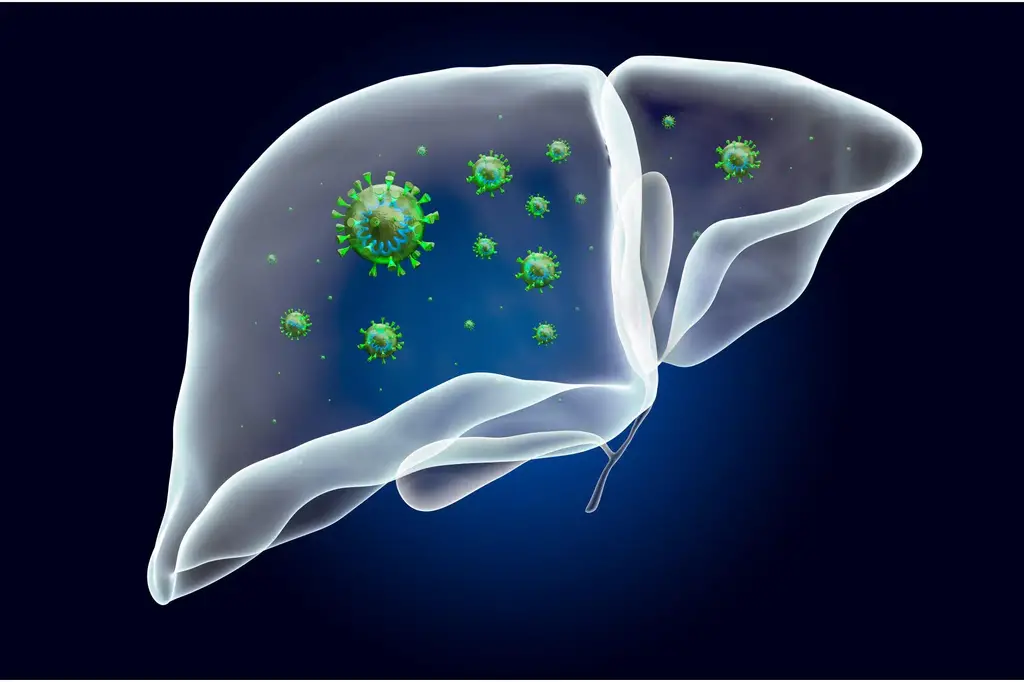Hepatitis-Infected-Liver.webp