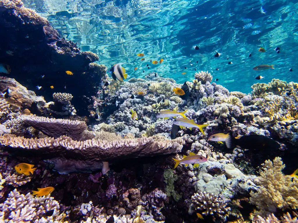 Coral-Reefs-Gulf-of-Eilat-Aqaba-2048x1536.webp