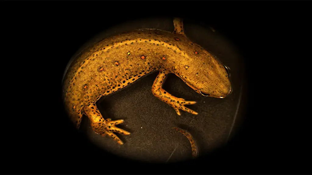 Salamander-Red-Spotted-Newt-Notophthalmus-viridescens.webp