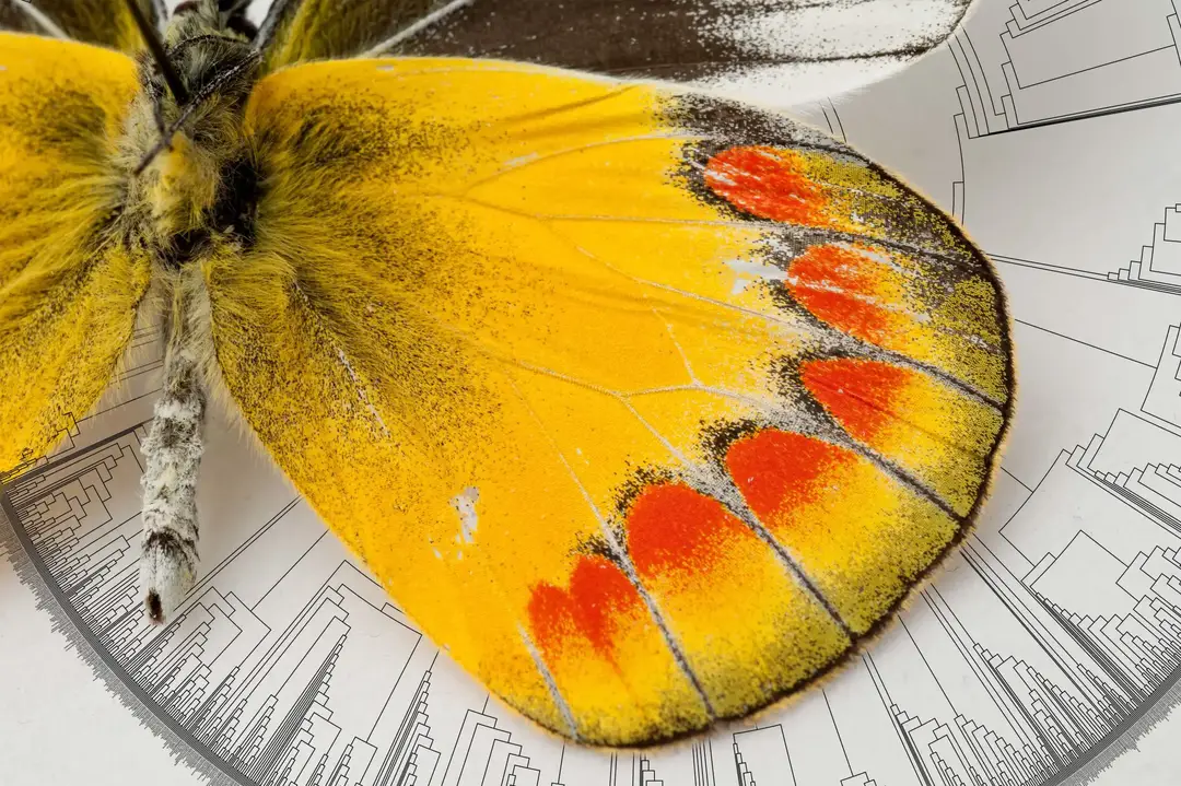 Butterfly-Tree-of-Life-2048x1365.webp
