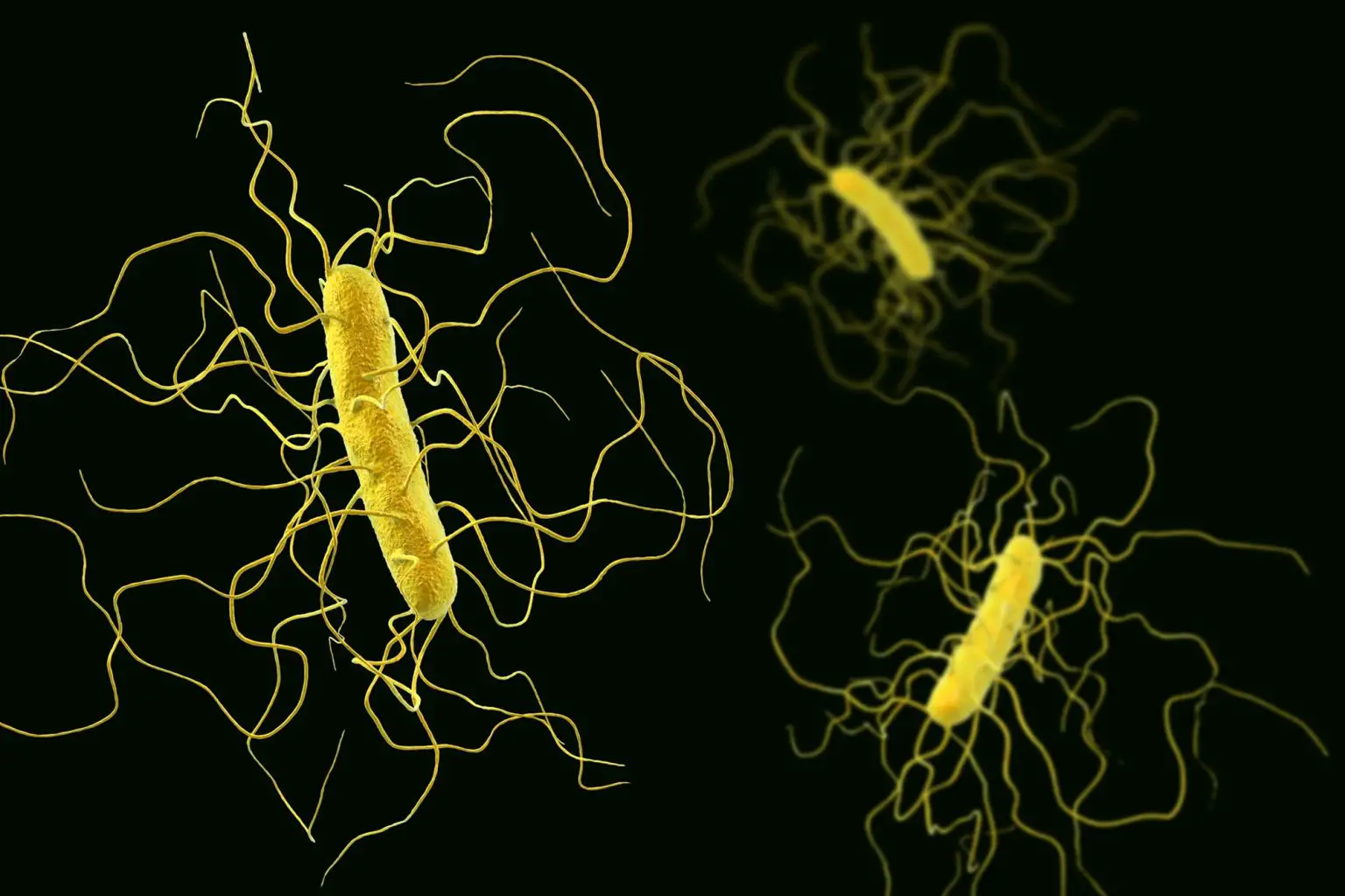 Clostridioides-difficile-Illustration-1536x1024.webp