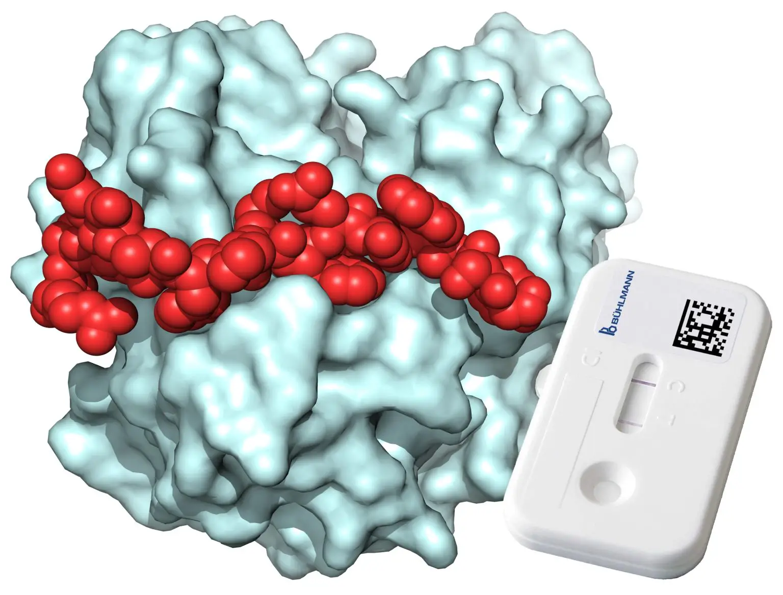 X-Ray-Structure-18-Amino-Acid-Peptide-Bound-Inflammation-Marker-Calprotectin-1536x1168.webp