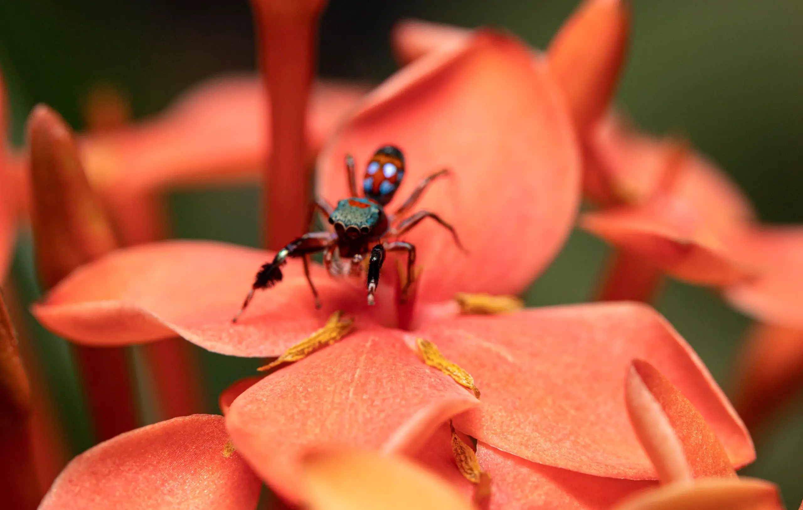 Siler-collingwoodi-Ant-Mimicking-Spider-Flower-scaled.webp