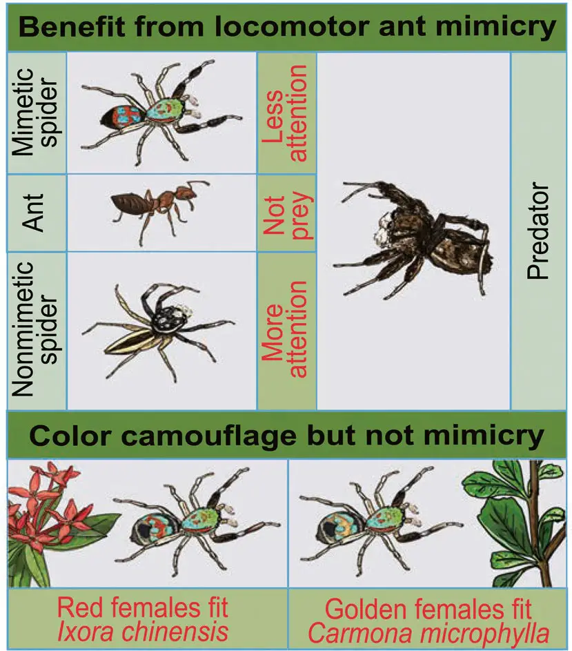 Jumping-Spider-Siler-collingwoodi-Mimicks-Ant-Walk.webp