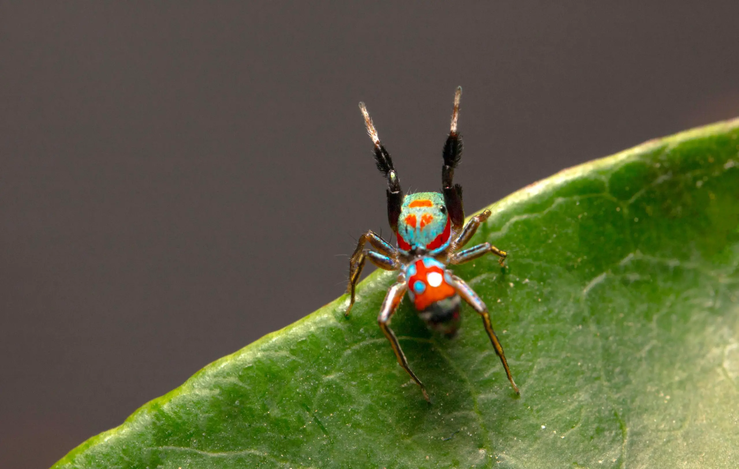 Siler-collingwoodi-Ant-Mimicking-Spider-scaled.webp