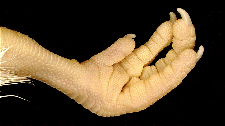 Scales-or-Feathers.gif