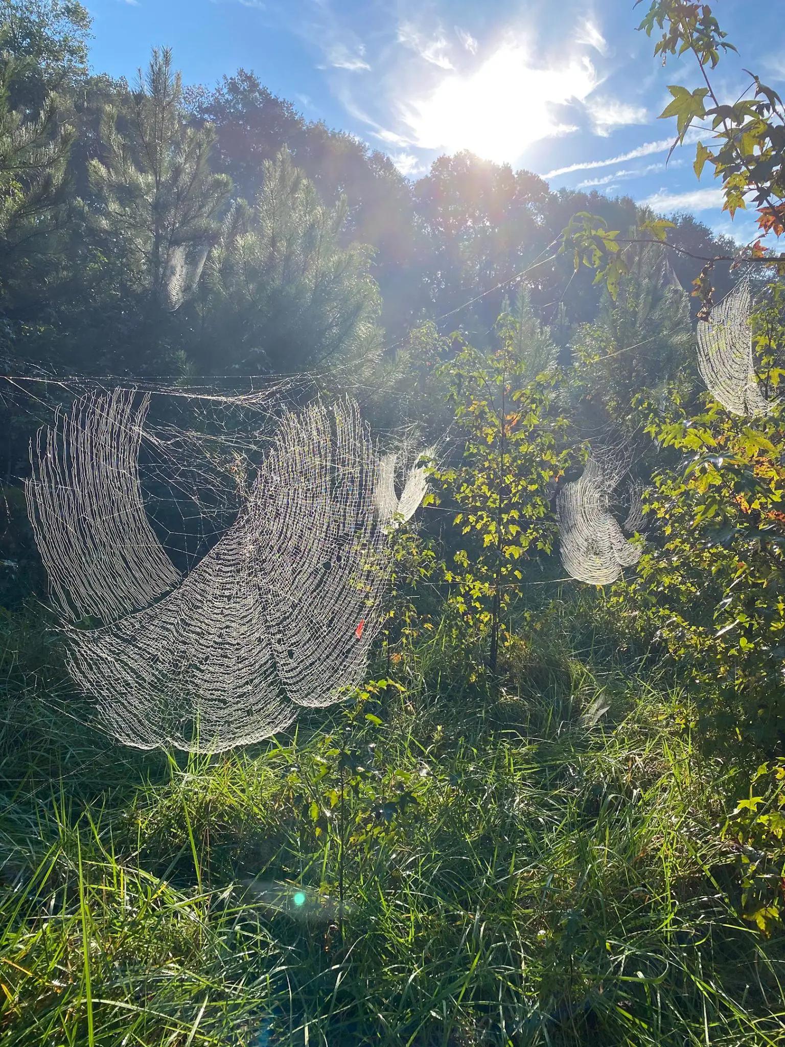Joro-Spider-Webs-1536x2048.webp