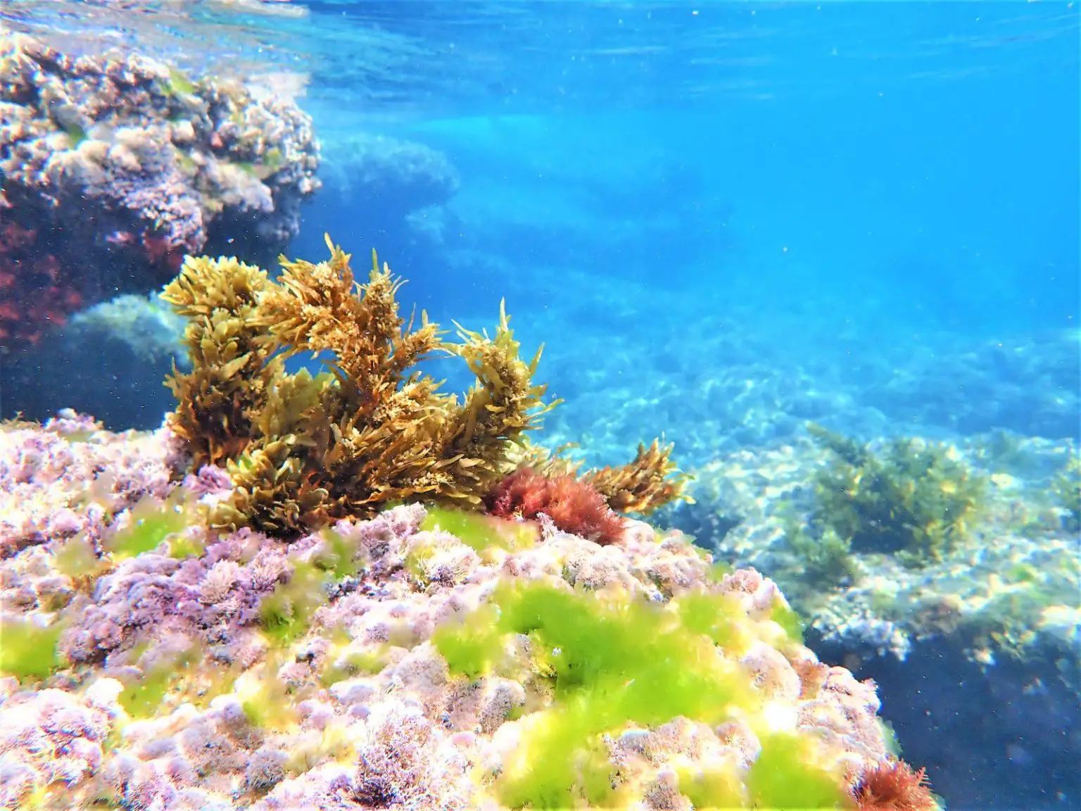 Underwater-Seaweed-Garden-1536x1152.webp
