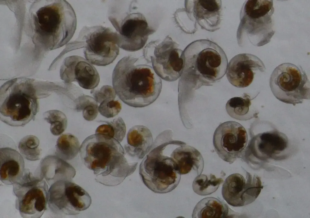 Summer-Population-of-Limacina-rangii-2048x1441.webp