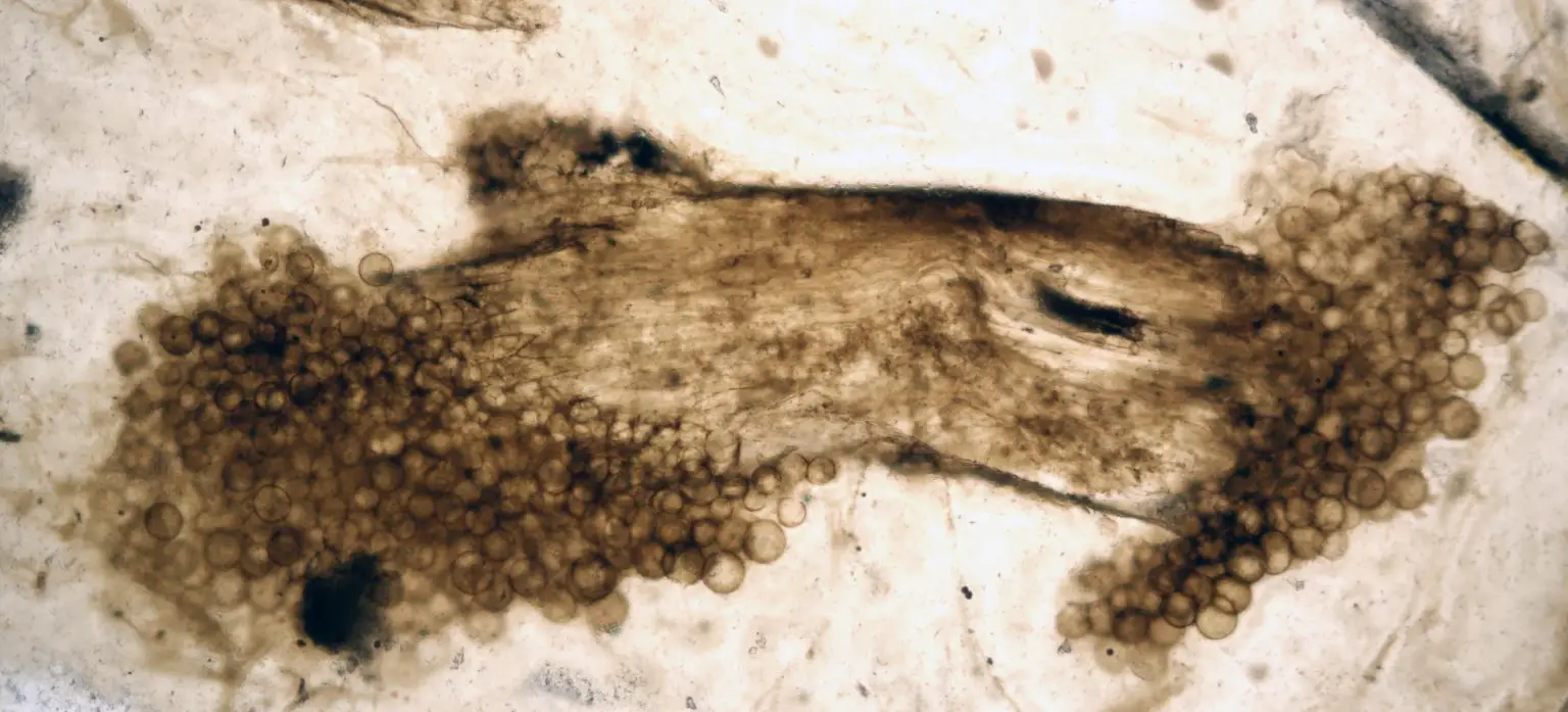 Rhynie-Fossil-Plant-With-Fossil-Fungi-1536x697.webp