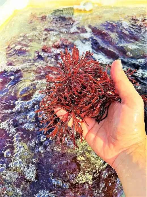Enhanced-Seaweed.webp