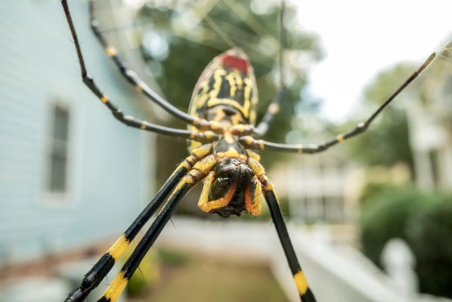 Joro-Spider-Close-Up-1536x1025.webp