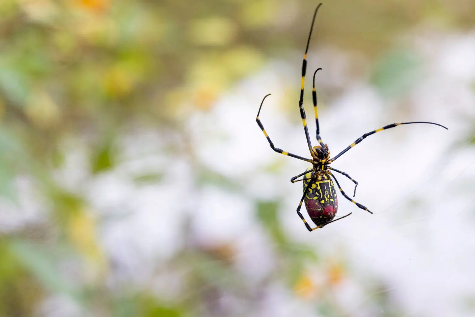 Joro-Spiders-Remain-Immobile-1536x1025.webp