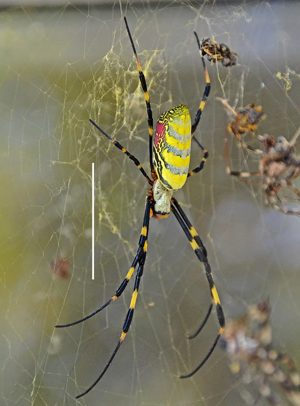 Female-Joro-Spider-Spins-Its-Web.webp