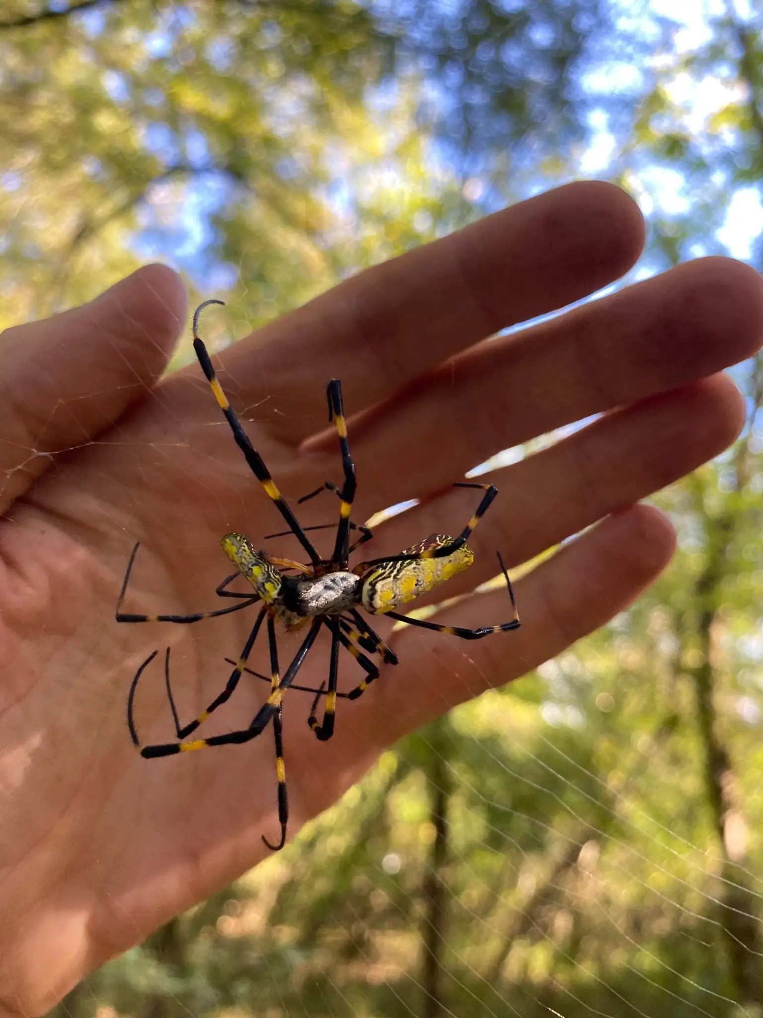 Joro-Spider-Feasts-on-Caterpillar-1536x2048.webp