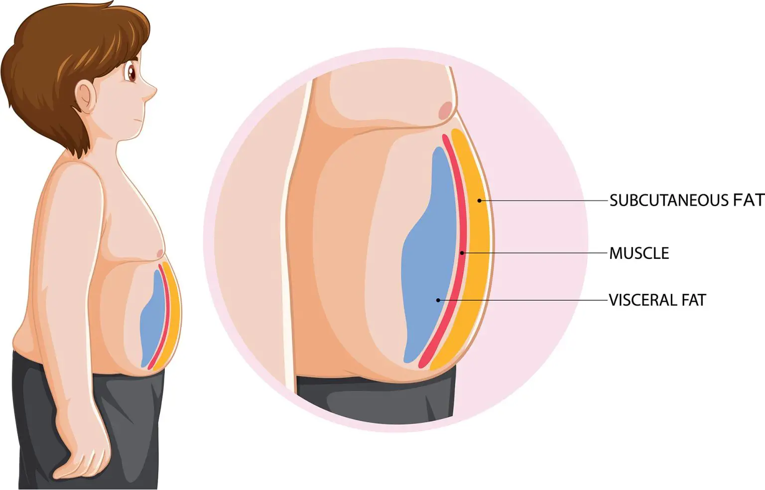 Visceral-and-Subcutaneous-Fat-1536x984.webp