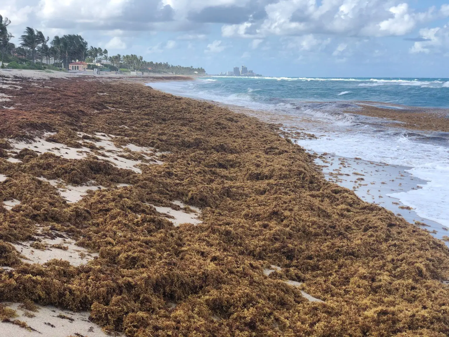 Beached-Sargassum-Brown-Macroalga-1536x1152.webp