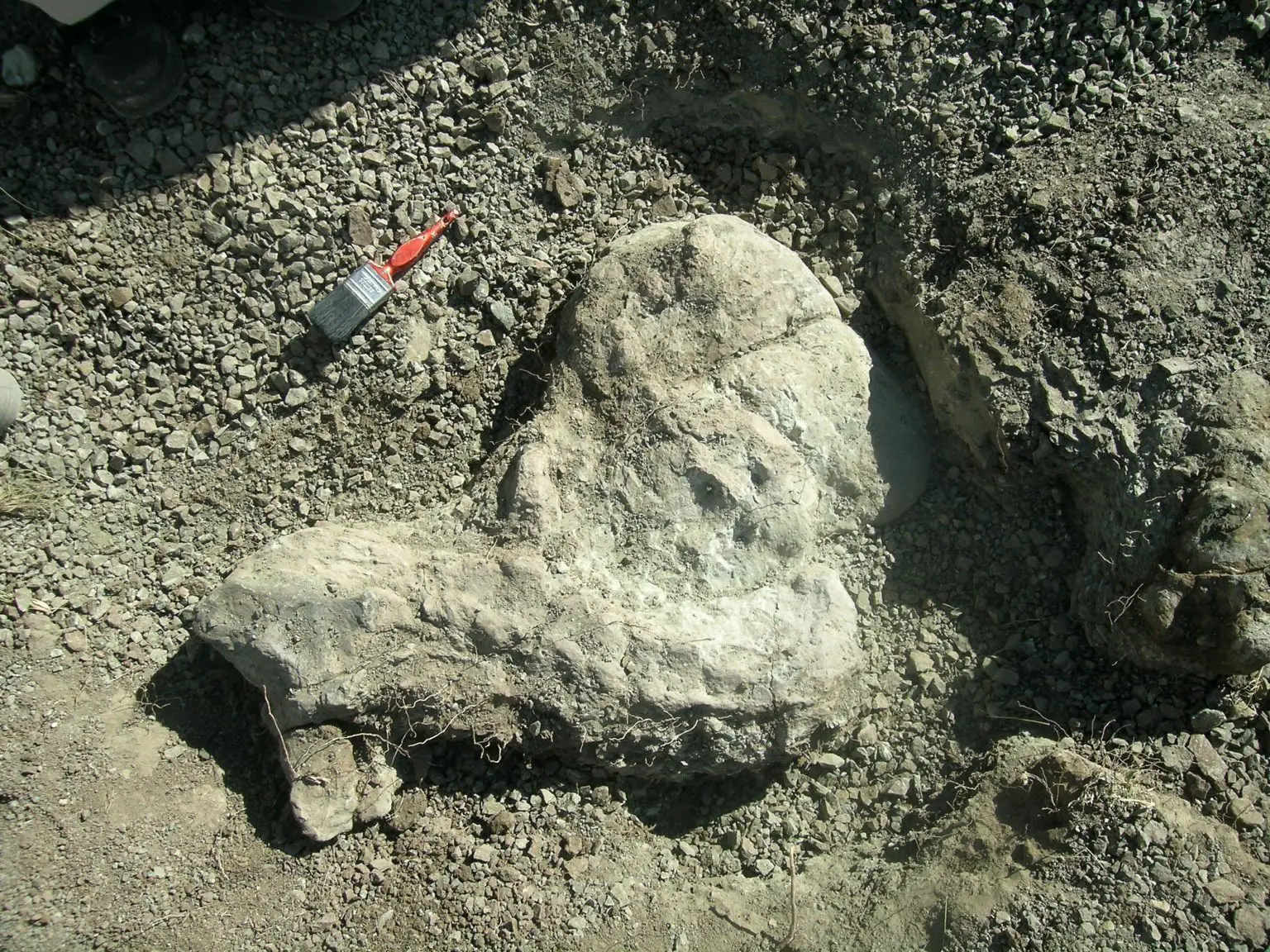 Inostrancevia-Fossils-1536x1152.webp