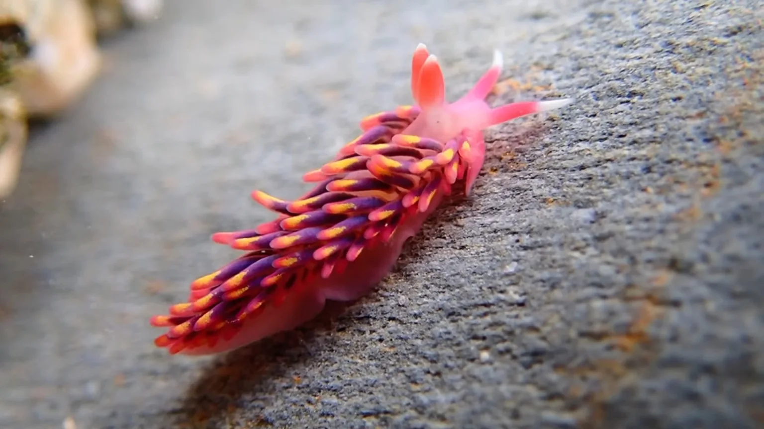 rainbow-sea-slug-from-video.webp