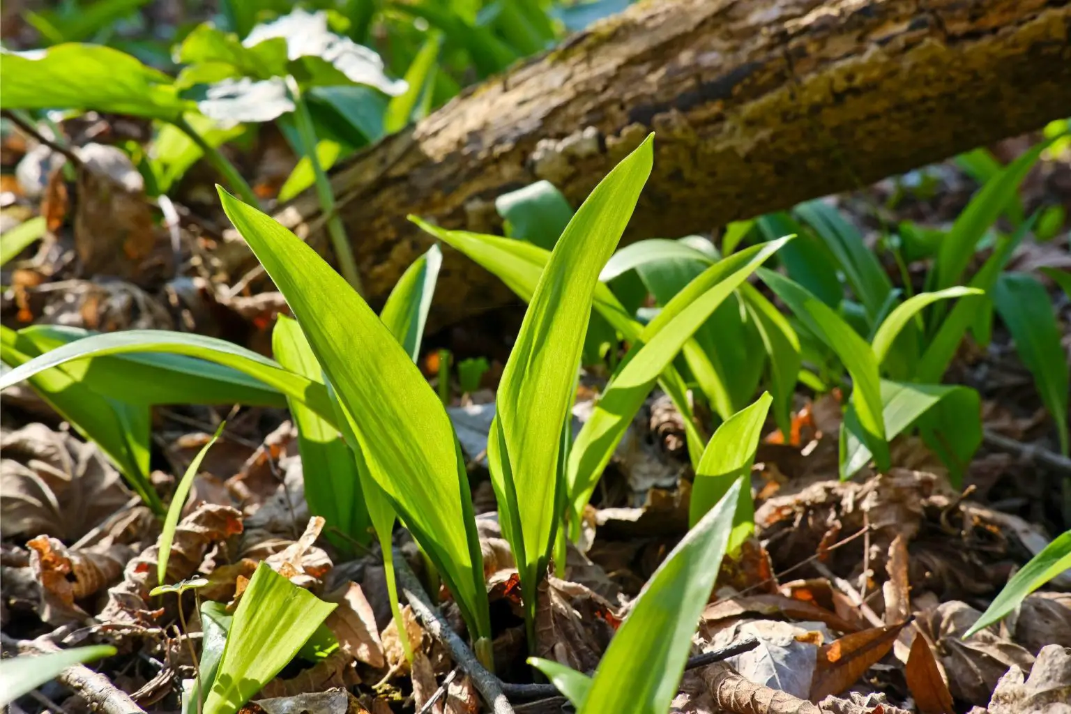 Wild-Garlic-1-1536x1024.webp