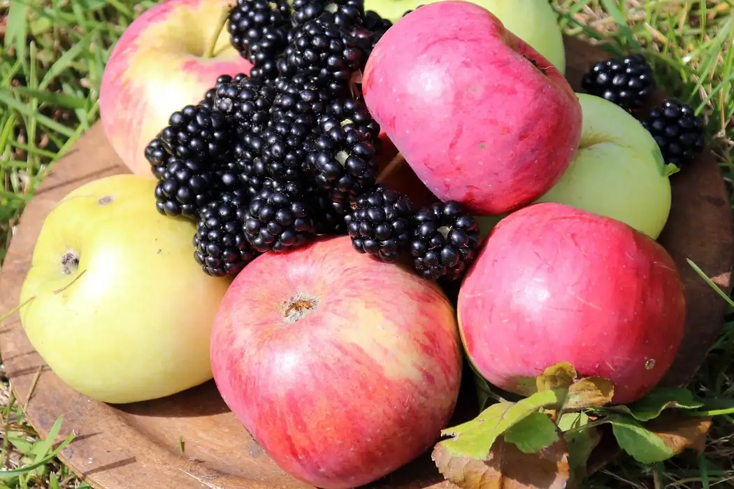 Blackberries-and-Apples.webp