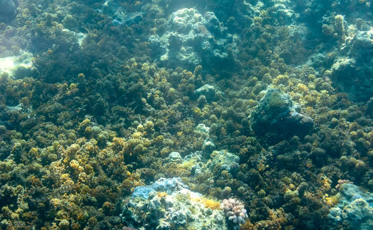Seaweed-Moorea-1536x947.webp