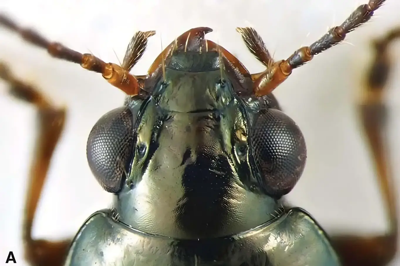 Bembidion-brownorum.webp