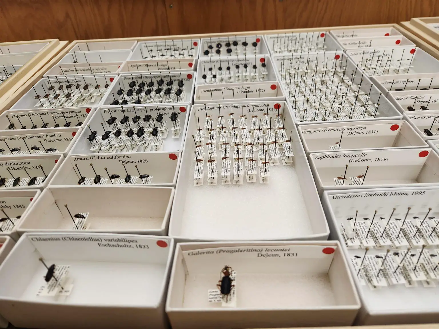 Specimens-of-Carabid-Beetles-1536x1152.webp