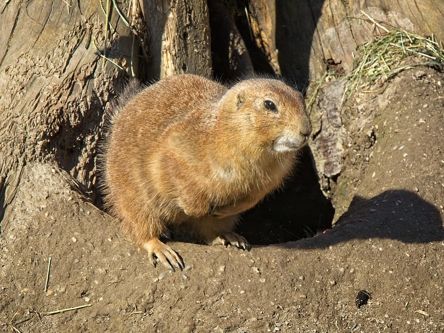 alpine-marmot-marmot-gophers-rodent.jpg