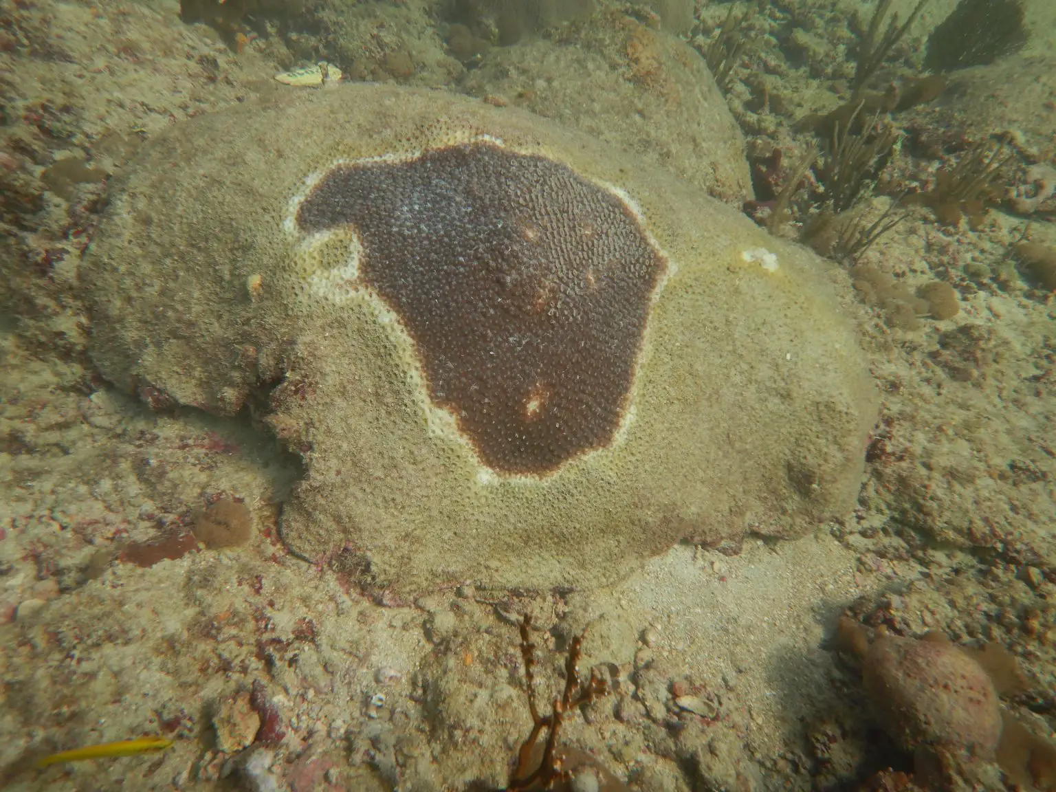 Diseased-Great-Star-Coral-Colony-1536x1152.webp