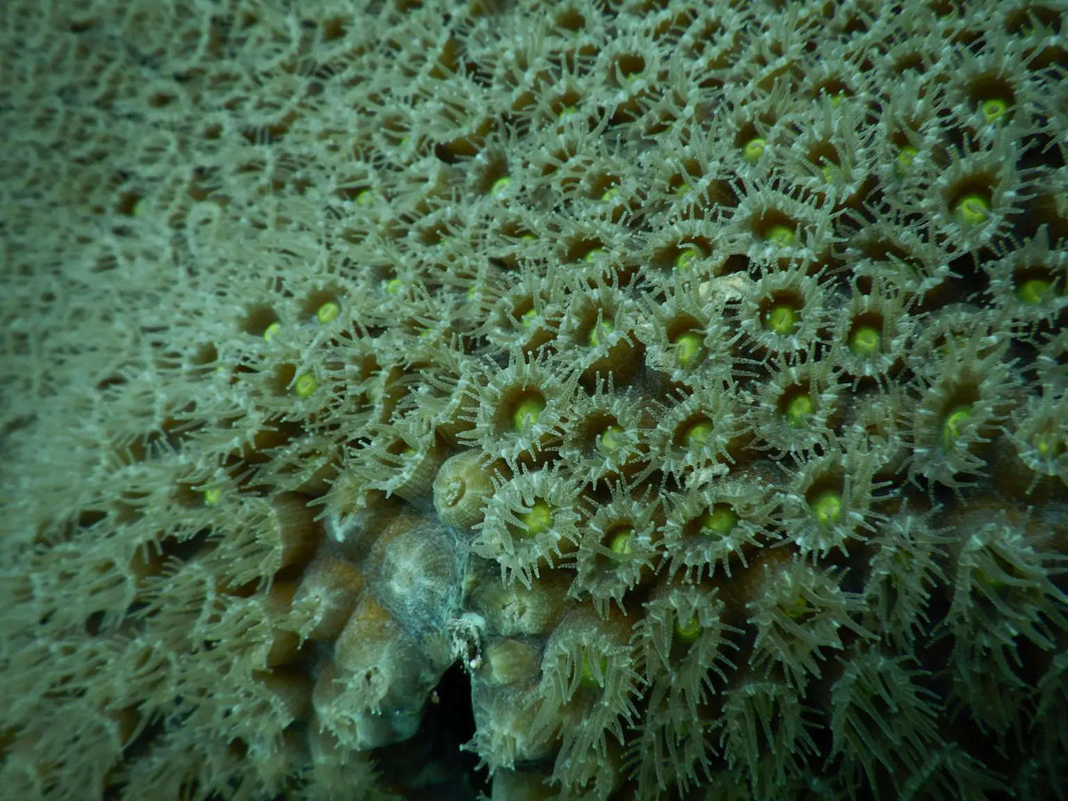 Healthy-Great-Star-Coral-Colony-1536x1152.webp