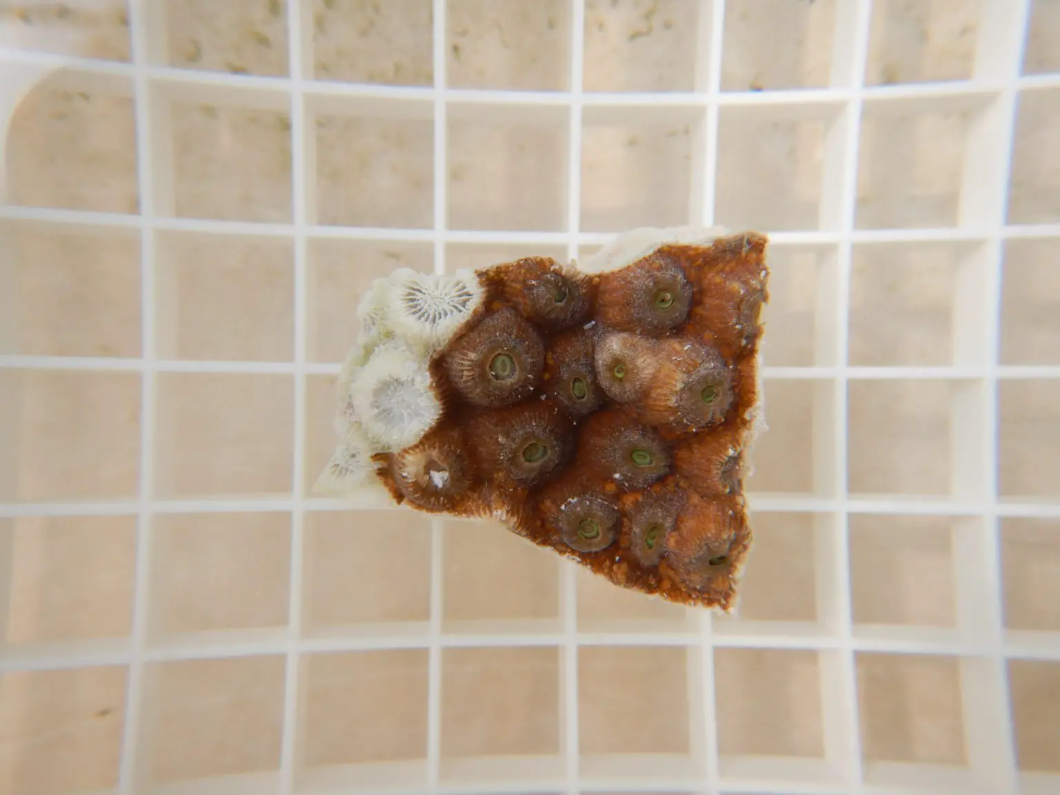 A-Piece-of-Diseased-Great-Star-Coral-for-Testing-and-Treatment-1536x1152.webp