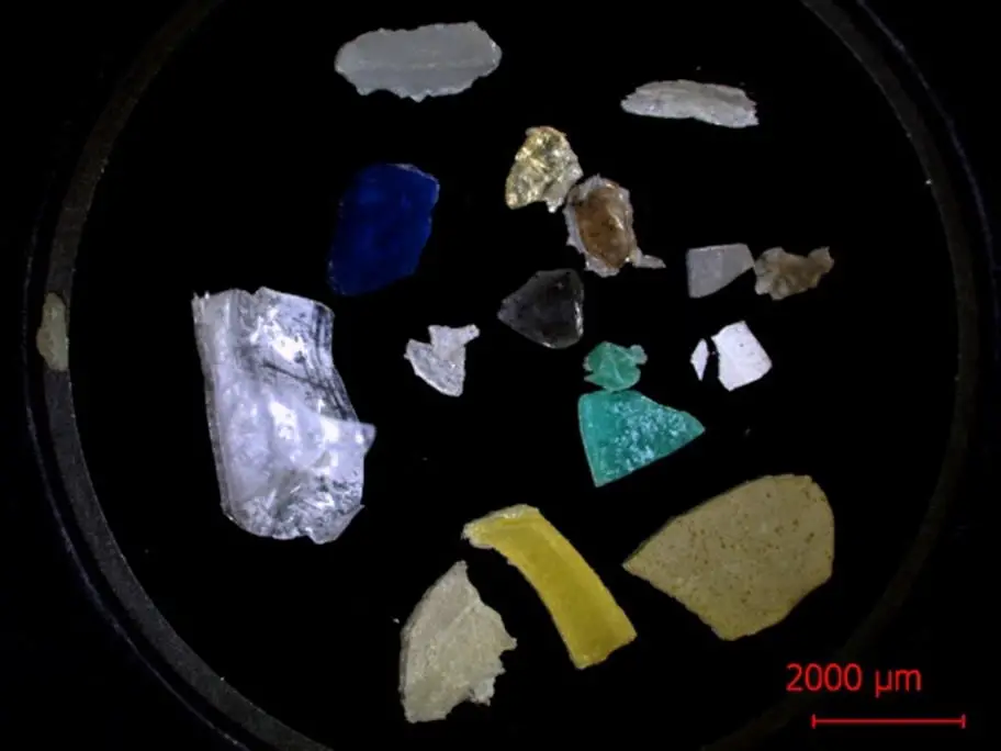 Samples-of-Microplastics.webp