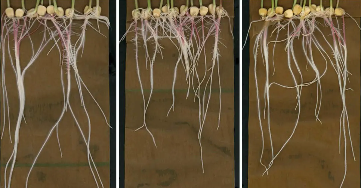 Testing-Plant-Roots.webp