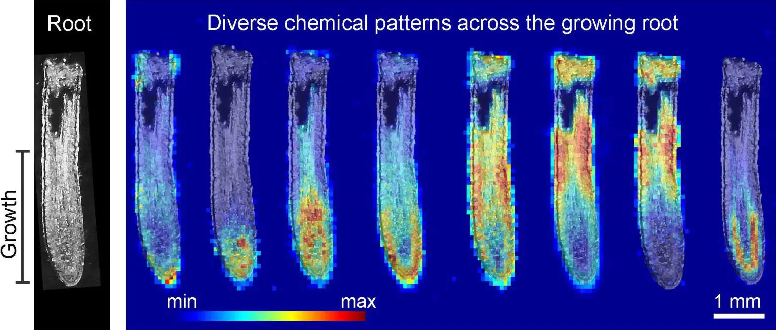 Imaging-Plant-Root-Growth-1536x653.webp